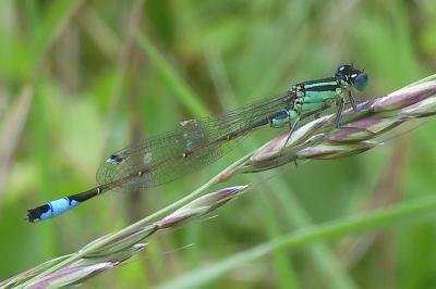 Ischnura elegans