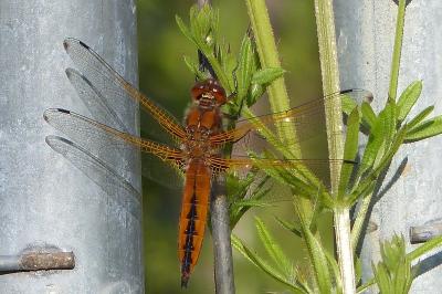 Libellula fulva
