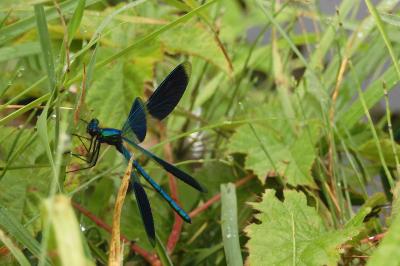 Calopteryx splendens