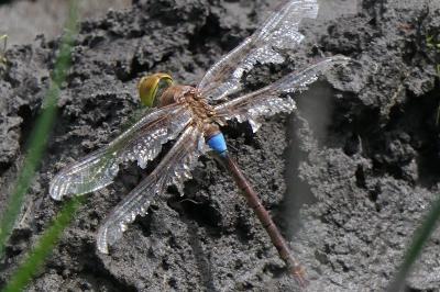 Hemianax ephippiger