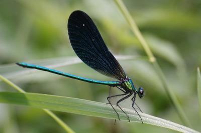 Calopteryx virgo meridionalis