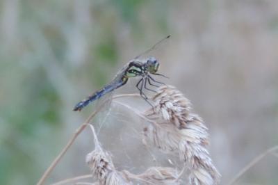 Sympetrum danae