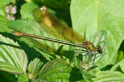 Calopteryx splendens