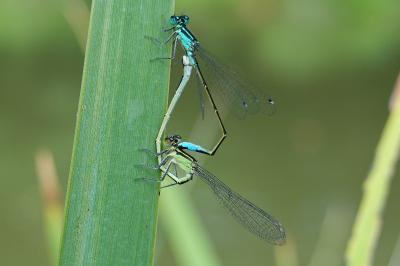 Ischnura elegans