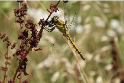 Orthetrum cancellatum