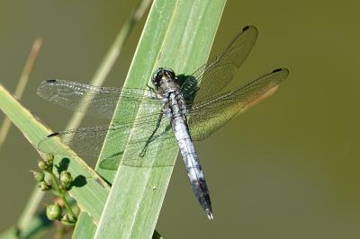 Orthetrum albistylum