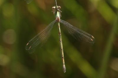 Chalcolestes viridis