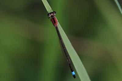Ischnura elegans