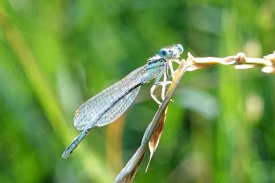 Platycnemis pennipes