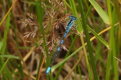 <i>Coenagrion scitulum</i>