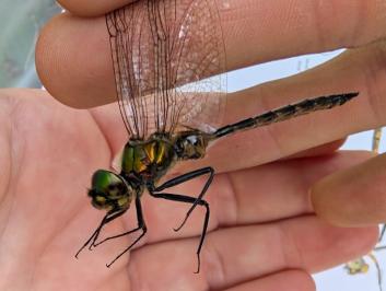 Somatochlora flavomaculata