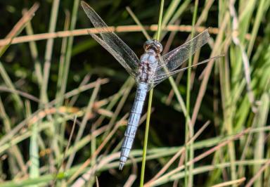 <i>Orthetrum coerulescens</i>