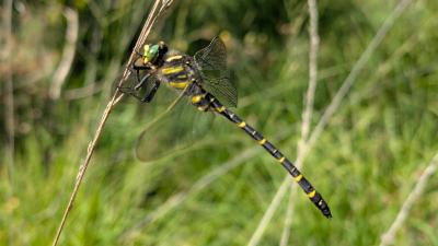 <i>Cordulegaster boltonii</i>