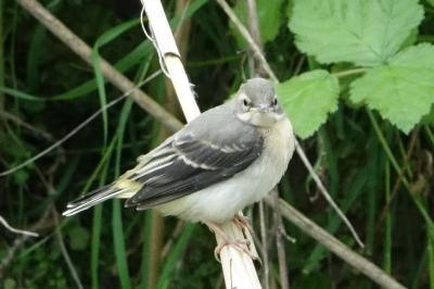 Motacilla cinerea