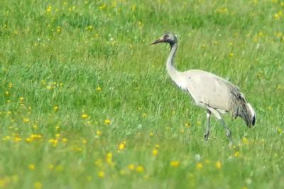 Grus grus