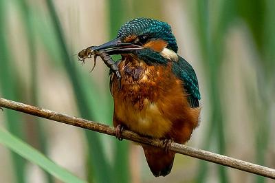 Alcedo atthis