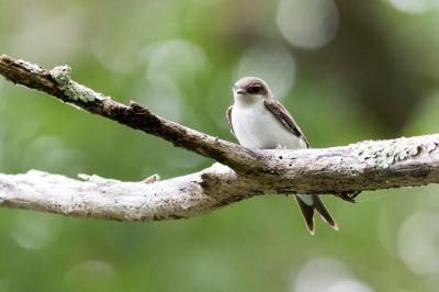 Delichon urbicum