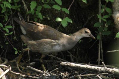 Gallinula chloropus