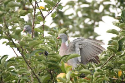 Columba palumbus