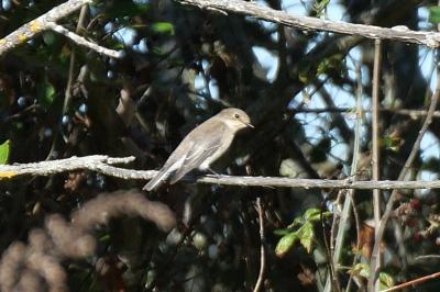Ficedula hypoleuca
