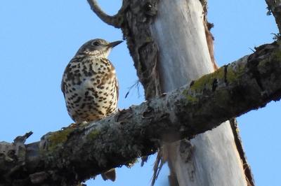 Turdus viscivorus