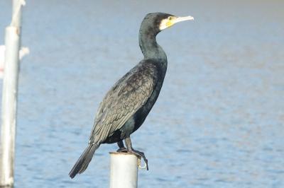 Phalacrocorax carbo