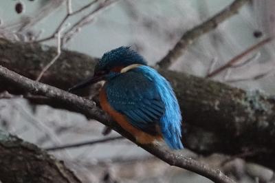 Alcedo atthis