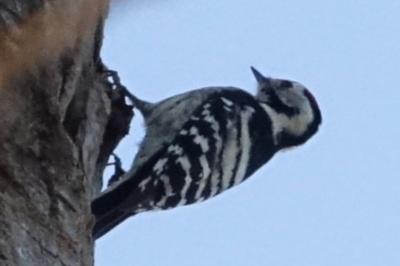Dendrocopos minor