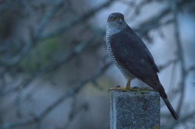 Accipiter nisus