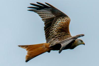 Milvus milvus