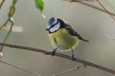 Cyanistes caeruleus