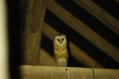 Tyto alba