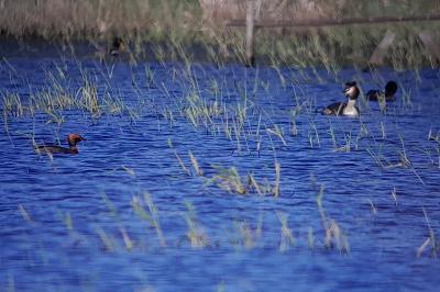 Podiceps auritus