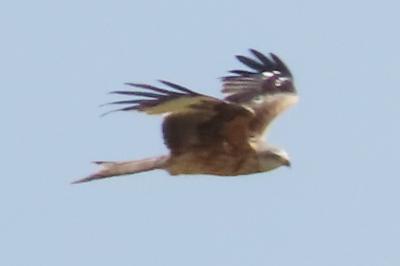 Milvus milvus
