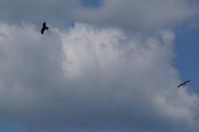 Milvus migrans