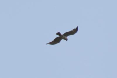 Circaetus gallicus