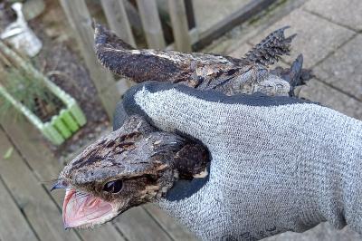 Caprimulgus europaeus