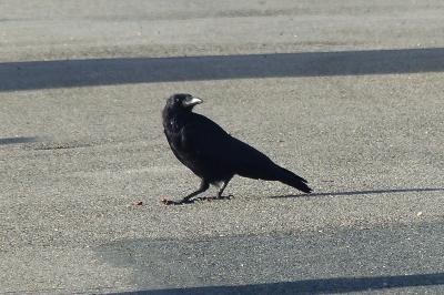 Corvus corone