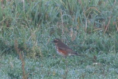 Turdus iliacus