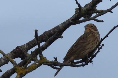 Emberiza calandra