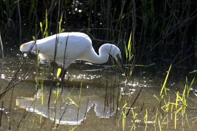 Egretta garzetta
