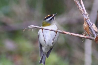 Regulus ignicapilla