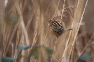 Cisticola juncidis