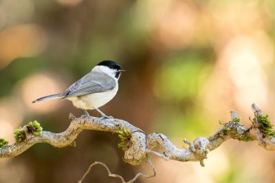 Poecile palustris