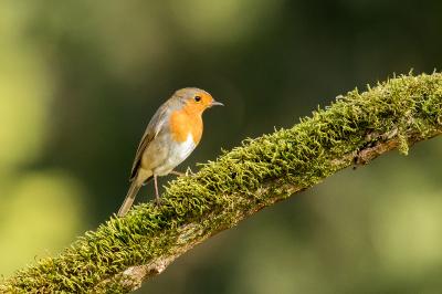 Erithacus rubecula