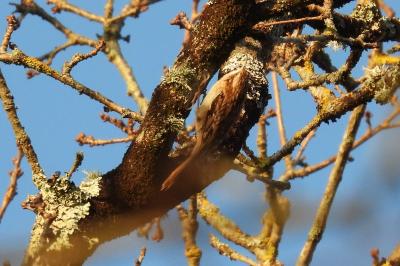 Certhia brachydactyla