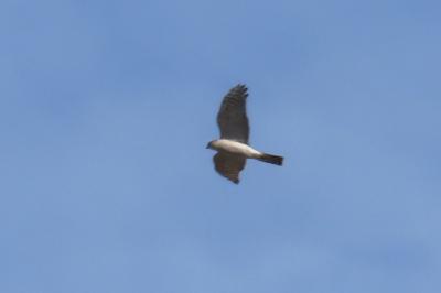 Accipiter nisus