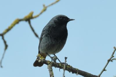 Phoenicurus ochruros