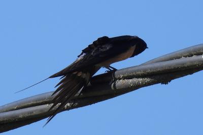 Hirundo rustica