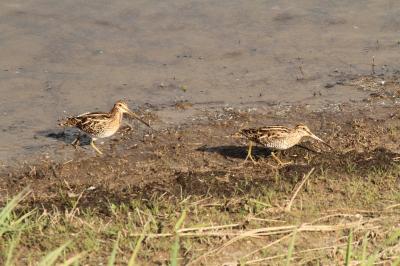 Gallinago gallinago